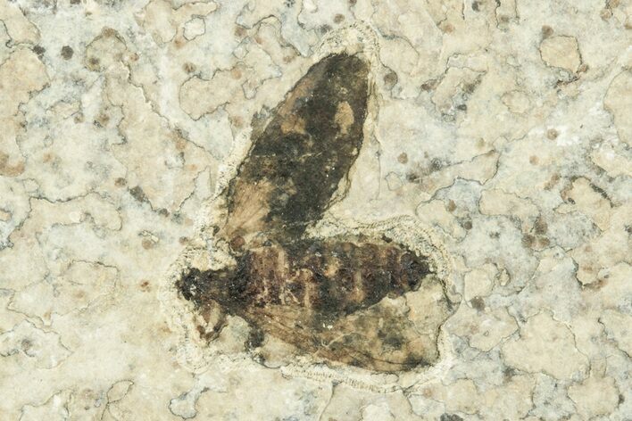 Detailed Fossil March Fly (Plecia) - Wyoming #245667